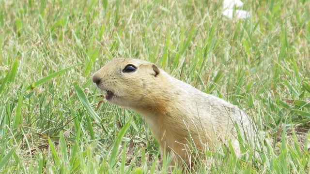 Ground Squirrels-North Dakota 